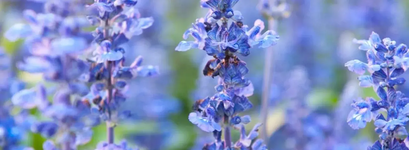 A field of flowering blue hyssop herbs